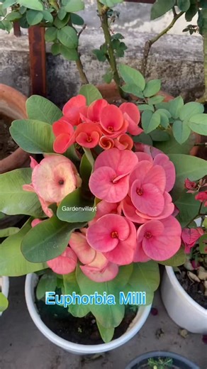 Euphorbia Milli 🌸🪴 #flowerstagram #euphorbiamilli #Terracegarden #Gardening #Floweringplants | Garden Villa