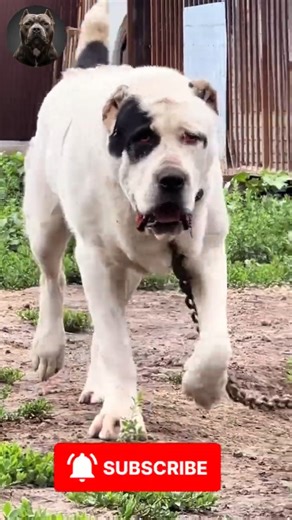 Massive Puppy Evolutions 🐾💥 | Giant Dog Transformations #Shorts #MegaMutts