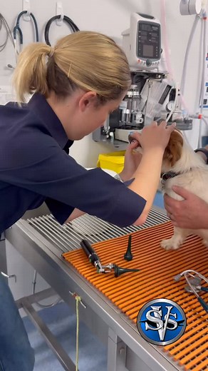 59 reactions |  Grass seeds don’t discriminate, even our own pets...