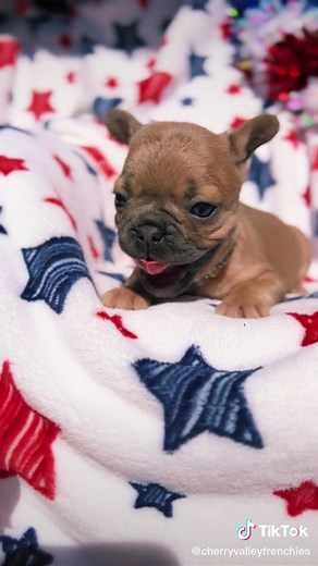 Adorable Blue Fawn French Bulldog Puppy