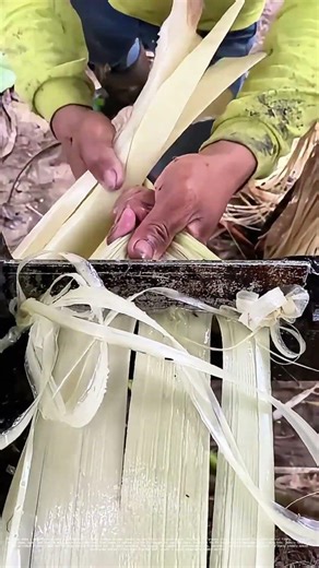 How Abaca Fiber Extraction Preserves a Century - Old Craft