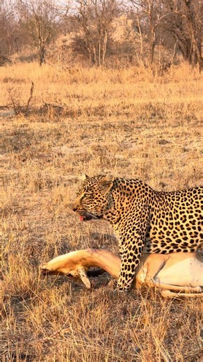 Leopard Drags Fresh Kill Away Before Predators Arrive 🐆