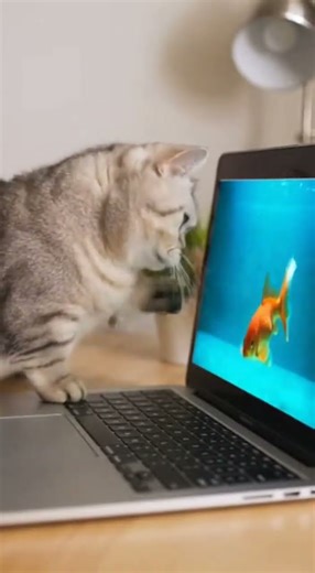 Un chat essaie d'attraper des poissons dans l'ordinateur