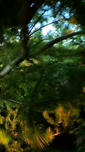 14K views · 275 reactions | Tree Trimming!  #bike #sendit | Mark Matthews | Facebook