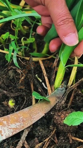 Satisfying Green Garlic/Onion Cutting Skill 🌿✂️ #Labeeqagrifarm #FarmingHacks #VillageLife