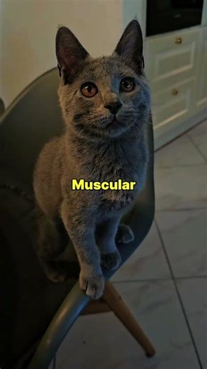 4 Tiny Cat Breeds from Southeast Asia 😻🌏#AsianCats#SmallCatBreeds#CatLovers#AnimalSphere#CatShorts