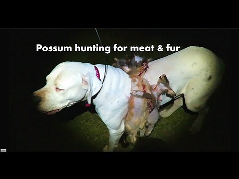 Hunting possum for fur & meat.