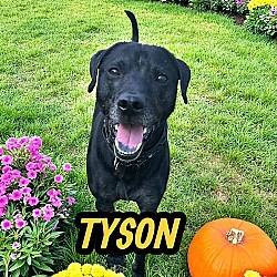Brockton, MA - Labrador Retriever/Chow Chow. Meet Tyson a Pet for Adoption - AdoptaPet.com