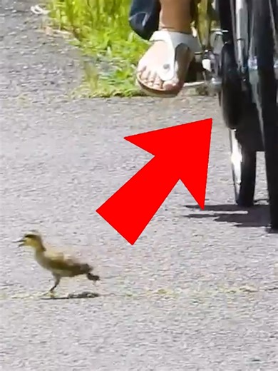 Inspirational Baby Duckling Overcomes Early Challenge