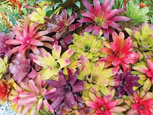 Bromeliad Garden in a Delray Beach, Florida, Landscape