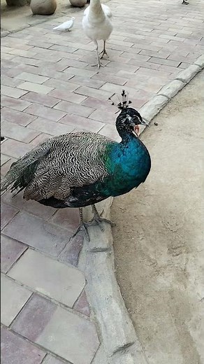 Majestic Peacock Showing Its Colors!