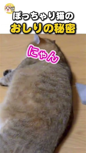 ブラッシングすると横を向く猫の秘密#猫のいる暮らし #かわいい猫 #猫動画 #ブラッシング #癒し