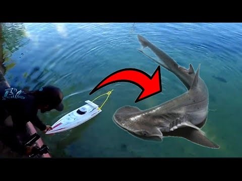 RC BOAT Catches BIG FISH!
