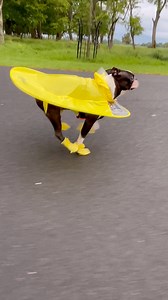 374K views · 10K reactions | Toby: part dog, part UFO, all tippy-tappy chaos 藍 | Tobythegentleman | Facebook