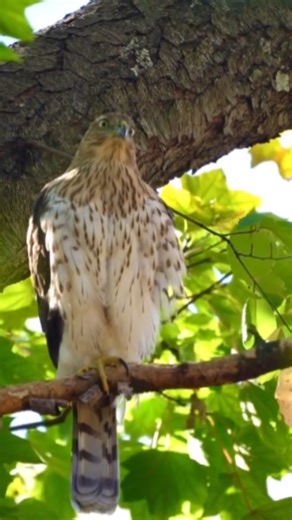 Cooper’s hawk: aerodynamic predator with amazing hunting skills