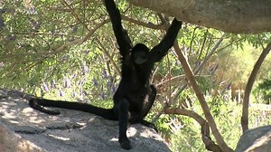 Woman caught on camera entering monkey enclosure at zoo