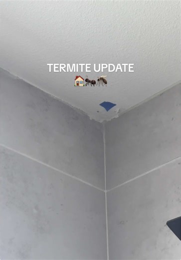 Termite Update: Fighting Homeowner Nightmares
