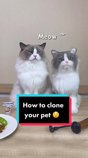 Cloning Your Pet: A Step-by-Step Guide with @ThatLittlePuff