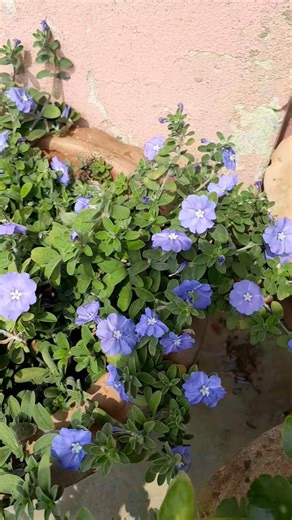 garden #blue daisy flower plants#shorts video