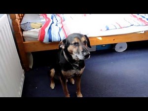 Gmod Kinect - the dog test