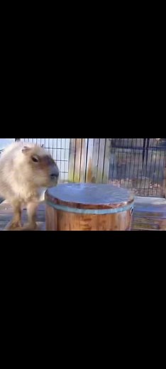 Lovecapybara6 su TikTok
