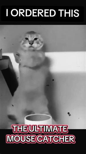 Stitch incoming #folllowers | Wiremu Uren