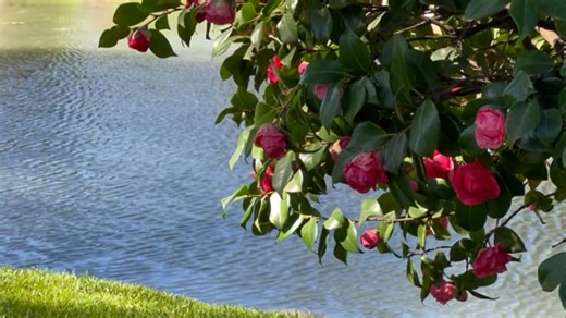 Free video - Park, Yard, Spring, Camellia