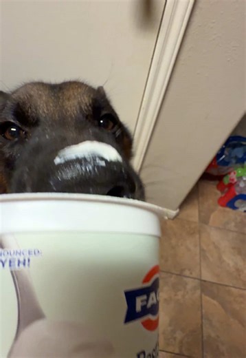 Making sure no yogurt goes to waste 😂 #fyp #dogsoftiktok #funny #asmr