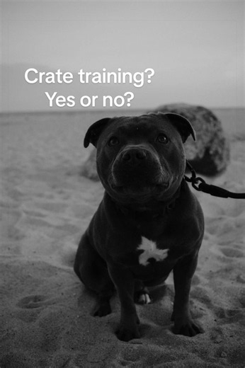 Crate Training for Dogs: Yes or No? Pros and Cons