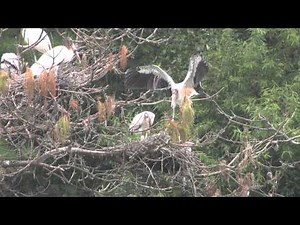 Wood Storks Learning to Fly