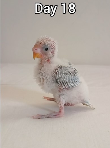 Baby Budgie Growth Stages: Day 1 to 31 Insights