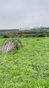 1.4M views · 14K reactions | Hunting goldfinches in the wild ❤️ #goldfinch #hunting #wild_birds #nature #jilguero #chardonnermajor #carduelis #freedom #pertator #birds #cage #breeding #Morocco #Algeria | Wild Bird Beauty | Facebook