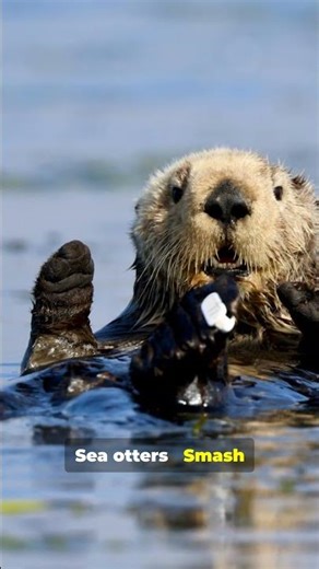 Top 10 Animals That Use Tools!