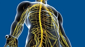 Manual Therapy to Eliminate Multiple Nerve Compression Patterns of the Upper/ Lower and Home Retraining 3 Pack Video Set