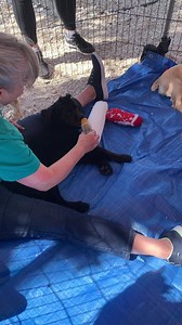 8.2K views · 187 reactions | Polo loves Pup Pops too! | Florida Cocker Spaniel Rescue | Facebook