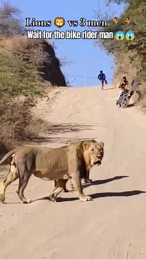 power of lions vs a human #shorts #animals #wildlife