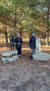 Wi DNR has been telling lies about Wolves and wolf dogs for so long they are actually starting to believe their own lies 😳 Wi DNR stupidity put wolf dogs in a dangerous animal category in 2014 . So since 2014 Wi DNR created a dangerous animal ? Out of thin air 😳 where is the proof that the animal is dangerous This is all lies and fake news . A DNR representative on the stand told the judge these interactions are dangerous. He later when questioned on this , stated the reason people can’t play 