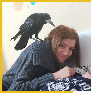 4.9M views · 10K reactions | This crow does not like any form of affection | Try Not to Laugh | Facebook