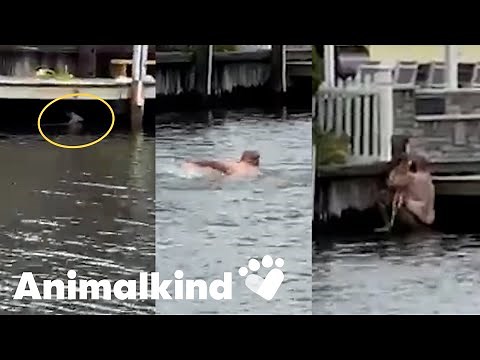 Man drops everything to rescue baby deer in danger | Animalkind