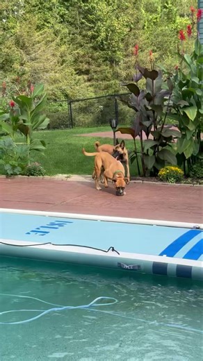 Oskar can’t get over his luck. One day you are living in a dirt pen in a shelter with 500 dogs and the next you are fostered in a great home in CT enjoying your new life. Oskar is a happy boy in spite of his past. Oskar deserves a home run home. A home that will give him the leash training, and exercise an athletic guy needs. Oskar is fully vetted and crate trained. | Adopt a Boxer Rescue