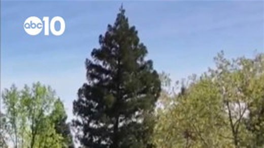 Victim dies in Sacramento County shooting as deputies search for suspect