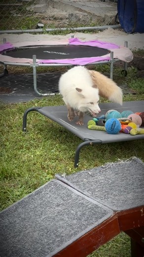 47K views · 817 reactions |  For the First Time Ever… 力 Today,...