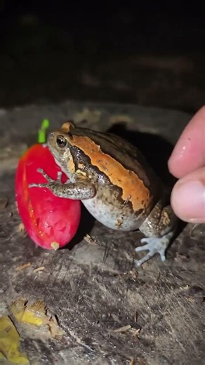 The animals crowned a tiny frog as their king. His first decision changed the whole jungle forever.