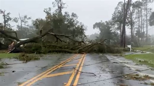 How to stay safe if trees fall on power lines near you