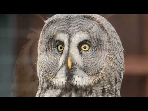 Owl. What sounds does an owl make in nature. Animal sounds.owl#