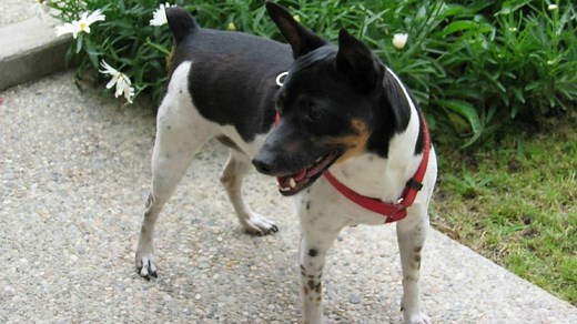 Rat Terrier 101: What You Need to Know About This Intelligent and Energetic Breed