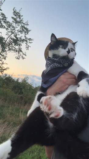 Jack Spicer on Instagram: "Meowdy purrtners. Jack Spicer on the road 🧐 Extended cut 🧐 If you’re a fan of Jack Spicer’s kitty cat cowboy content please consider subscribing or joining his Patreon linked in bio 😊 everything helps ❤️ #cat #cats #catlover #catsofinstagram #catlovers"