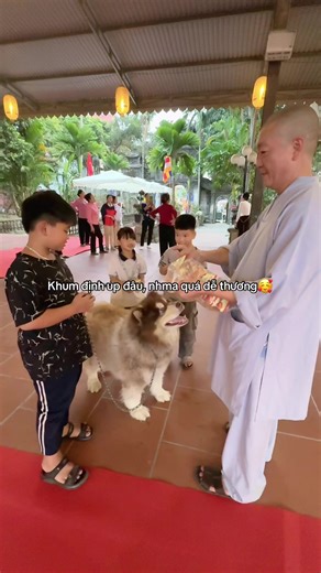 Chó Dễ Thương - Niềm Vui Tại Chùa