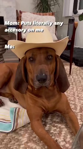 Deputy Dawg on TikTok