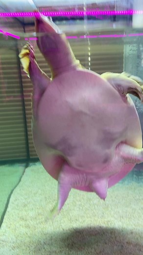 Florida soft shell turtle. #thefishcorner #EndlessJourney #fishroom #floridasoftshellturtle #softshellturtle #turtletok #turtle